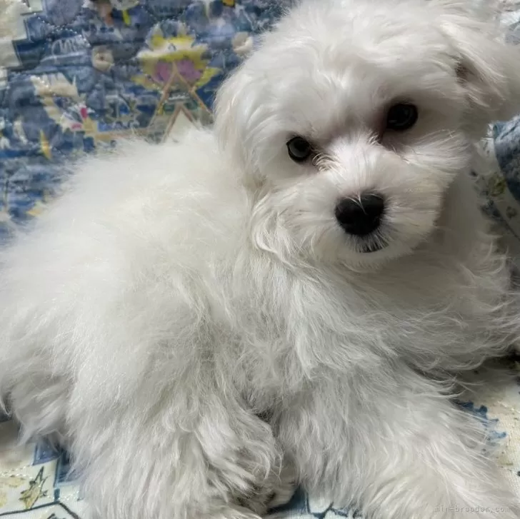 ID：2501-06015の子犬