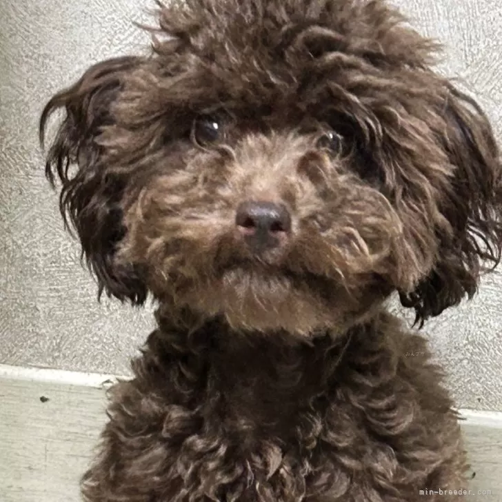 ID:2506-05314の子犬