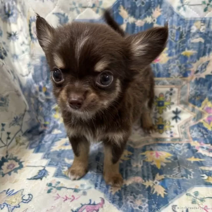 T.I 様のお迎えした子犬