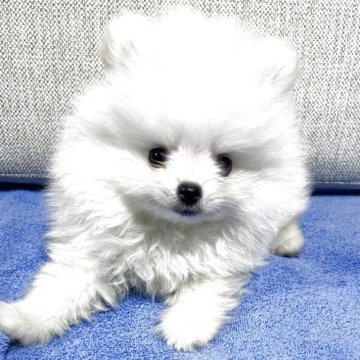 ポメラニアン【沖縄県・男の子・2025年7月7日・ホワイト】の写真「とても優しい🥰男の子です🐶」