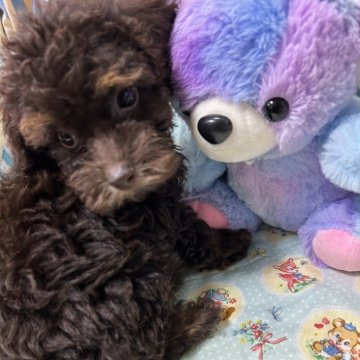 タイニープードル【沖縄県・男の子・2024年10月7日・ブラウン&タン】の写真「希少ブラウン🤎タン🐩カラー濃めです。🤎🥰」