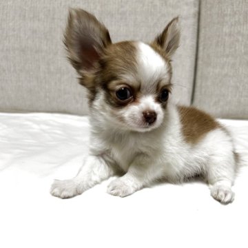 チワワ(ロング)【沖縄県・男の子・2025年9月19日・パーティ】の写真「賢いイケメンボーイ🧐」