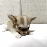 チワワ(ロング)