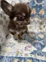 チワワ(ロング)【沖縄県・男の子・2024年12月28日・チョコ&タン】の写真2「横顔も🐶イケメン君です👍」