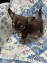 チワワ(ロング)【沖縄県・男の子・2024年12月28日・チョコ&タン】の写真3「足のカラーが🐶靴を履いてるみたいに見えます♪」