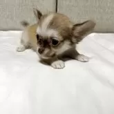 チワワ(ロング)【沖縄県・男の子・2025年9月19日・イザベラホワイト&タン】の写真3「成長楽しみ😊」