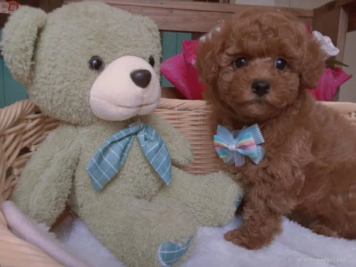 ID：2109-01387の子犬
