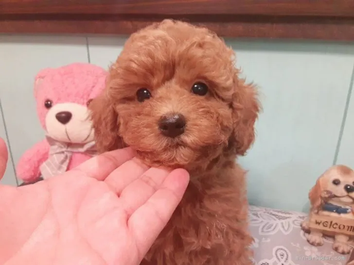 ID：2109-01383の子犬