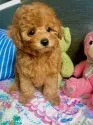 タイニープードル【沖縄県・男の子・2020年1月21日・レッド】の写真1「３月２９日撮影　体重1.05kg」