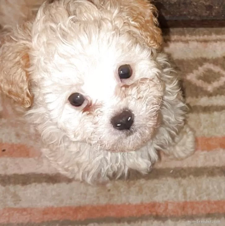 ID：2503-08145の子犬
