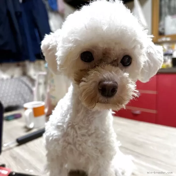 ID：2409-01068の子犬