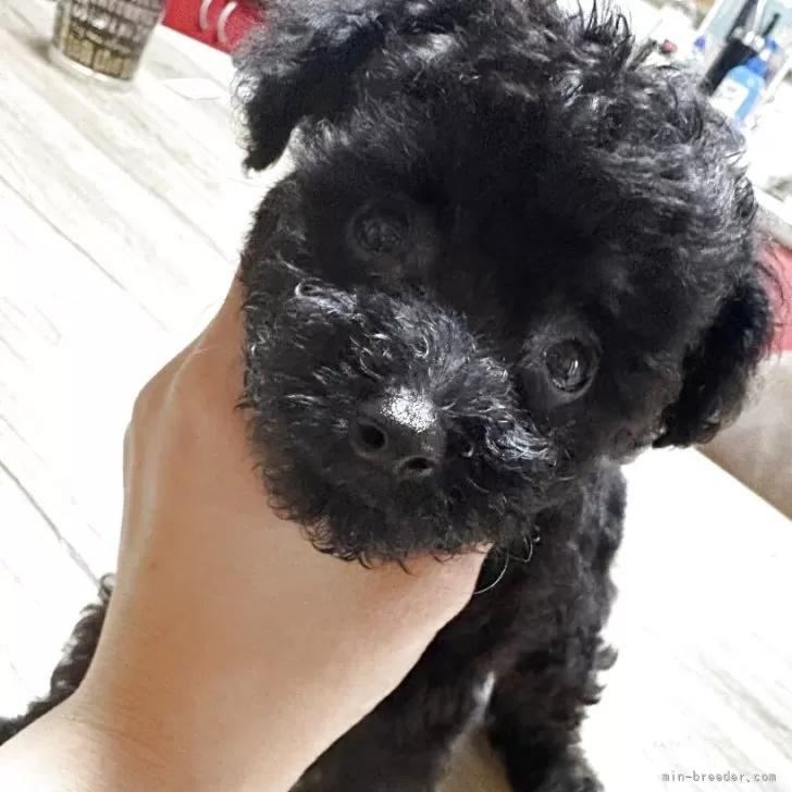 ID：2509-02000の子犬