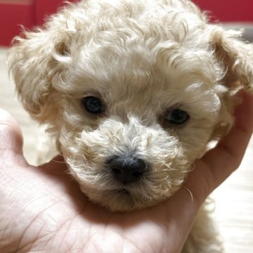 タイニープードル【高知県・男の子・2025年8月6日・クリーム】の写真「少し臆病な子になります。」