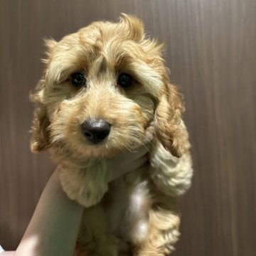 ダップー(ダックスフンド×トイプードル)【香川県・女の子・2025年7月30日・オレンジフォ-ン】の写真「🍀ダックスの体型で毛が天然パーマみたいでふわふわ」