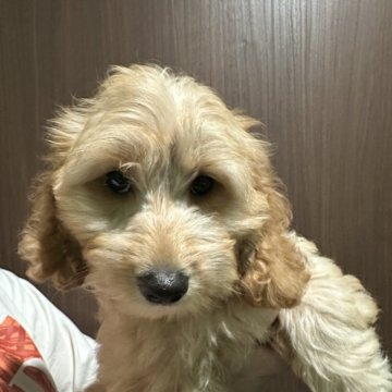 ダップー(ダックスフンド×トイプードル)【香川県・男の子・2025年7月30日・クリーム】の写真「🍀ダックスの体型で毛がもっことして可愛い‎♡⃛」