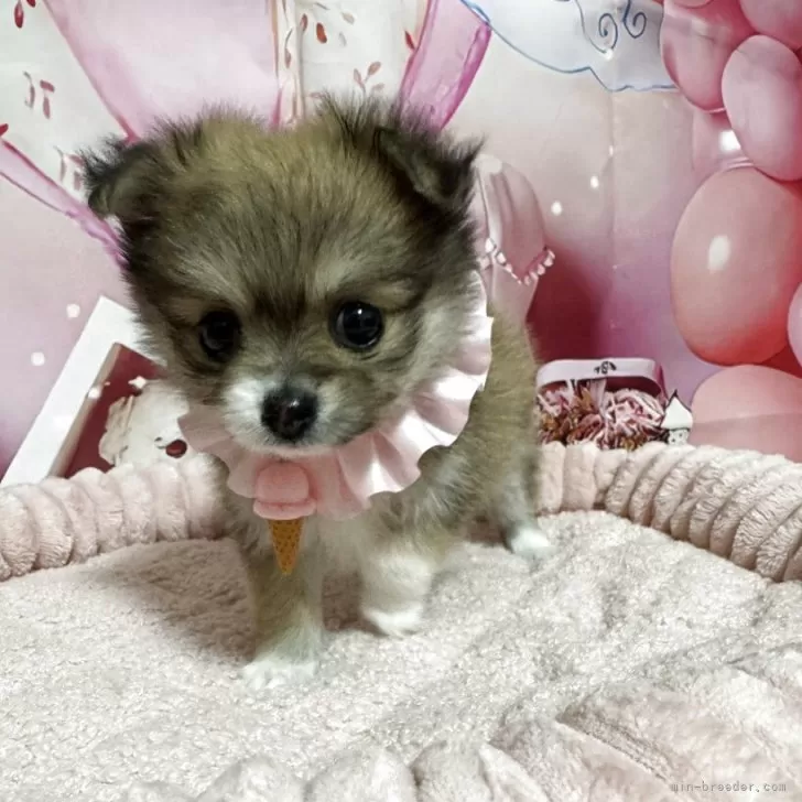 ポメチワ(ポメラニアン×チワワ)【埼玉県・女の子・2025年10月6日・オレンジセーブル】の写真1