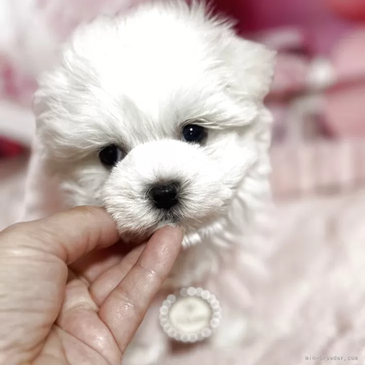 マルチーズ【埼玉県・女の子・2025年9月22日・ホワイト】の写真1