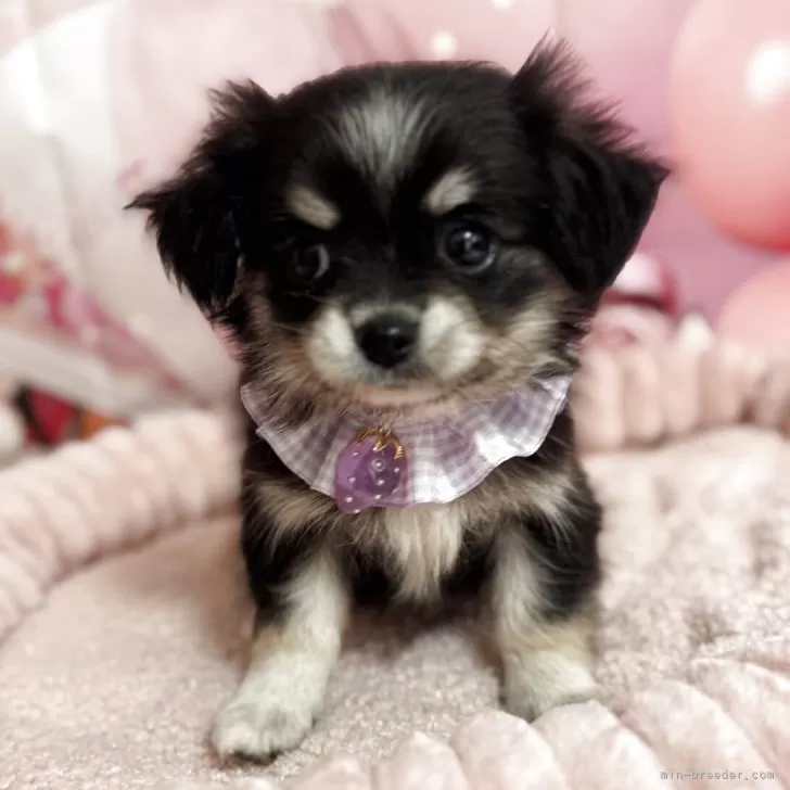 D.Y 様のお迎えした子犬