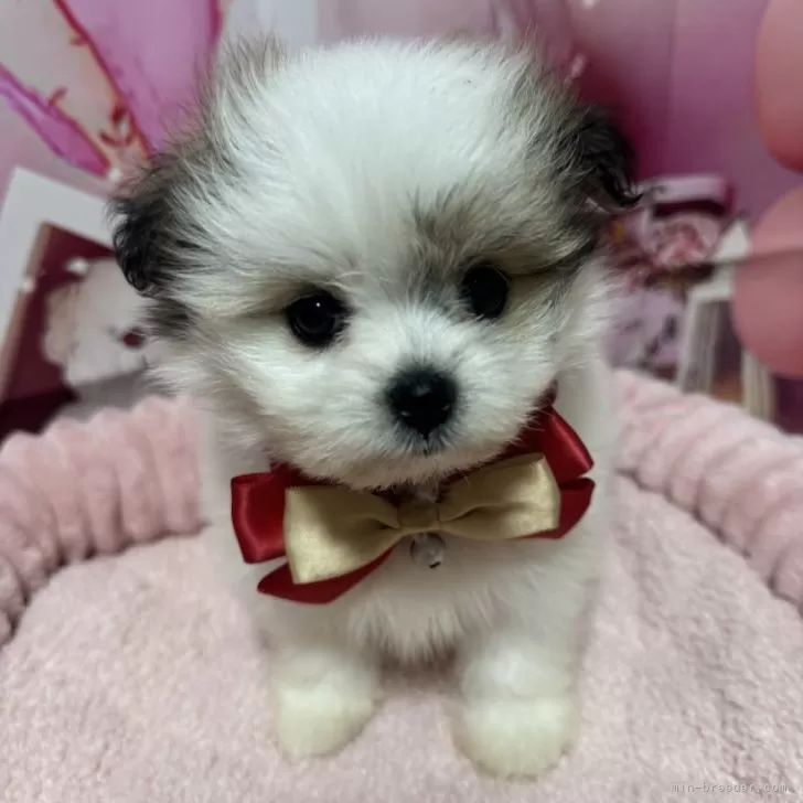 ID：2411-04683の子犬
