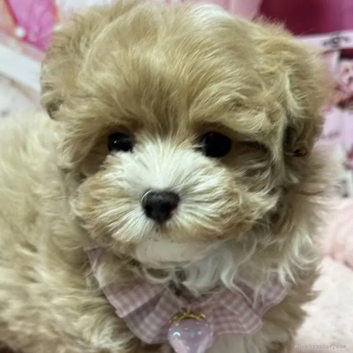 N.H 様のお迎えした子犬
