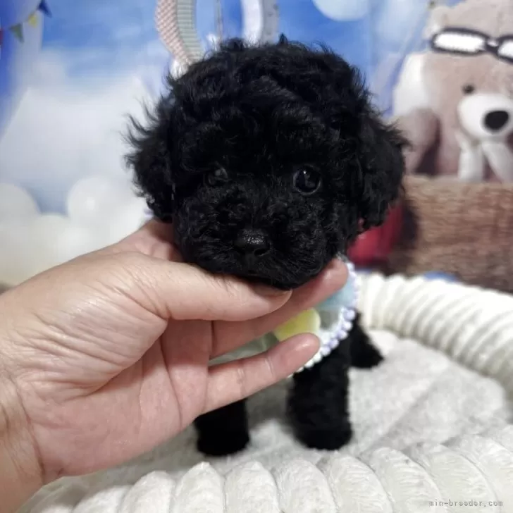 S.S 様のお迎えした子犬