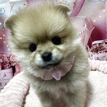 ポメラニアン【埼玉県・女の子・2025年2月2日・オレンジ】の写真「とっても可愛い兄妹が誕生しました♪」