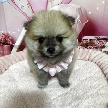 ポメラニアン【埼玉県・女の子・2025年6月25日・クリームセーブル】の写真「めちゃくちゃ可愛いポメラニアン4兄妹誕生♡」