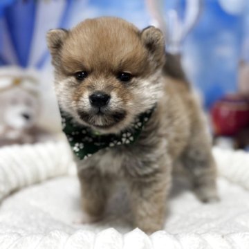 ポメ柴(ポメラニアン×豆柴犬)【埼玉県・男の子・2025年3月28日・赤】の写真「小ぶりの可愛いポメ豆柴君♡最終価格！」