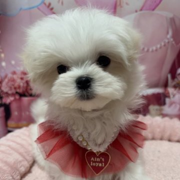 マルチーズ【埼玉県・女の子・2024年11月17日・ホワイト】の写真「チビチビちゃん♡」