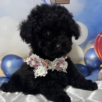 トイプードル(ティーカップ)【埼玉県・男の子・2024年10月29日・ブラック】の写真「小ぶりのイケメン君♡」