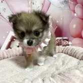 ポメチワ(ポメラニアン×チワワ)【埼玉県・女の子・2025年10月6日・オレンジセーブル】の写真1