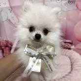 ポメラニアン