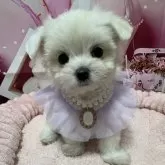 チワマル(チワワ×マルチーズ)【埼玉県・女の子・2024年10月6日・ホワイト&クリーム】の写真1