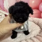 ティーカッププードル