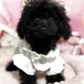 ティーカッププードル