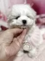マルチーズ【埼玉県・女の子・2025年9月22日・ホワイト】の写真6