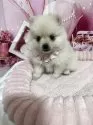 ポメラニアン【埼玉県・女の子・2025年9月22日・クリーム】の写真7