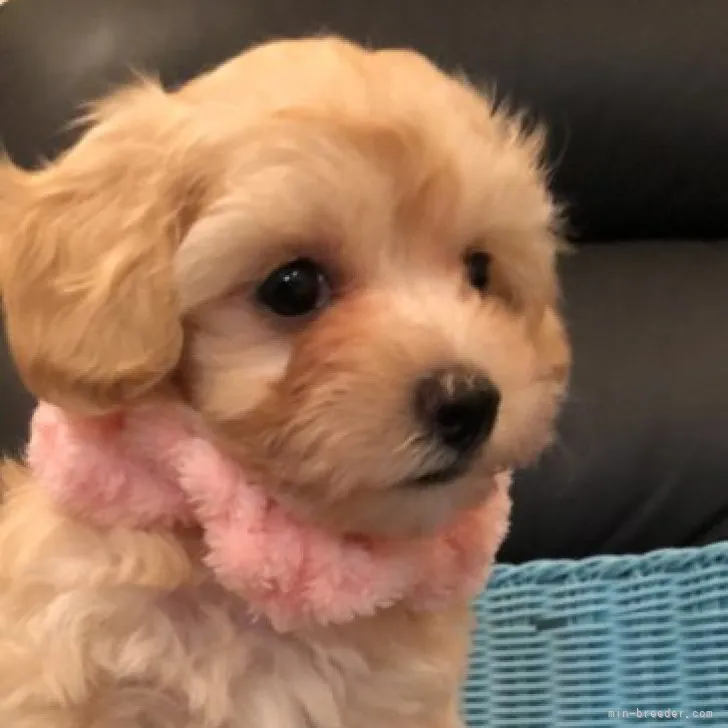 ID：2307-03810の子犬