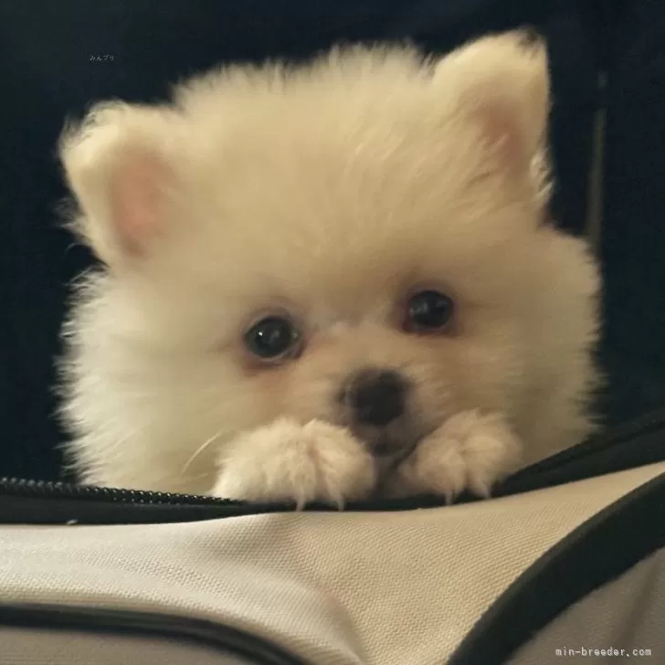 ID：2409-00409の子犬