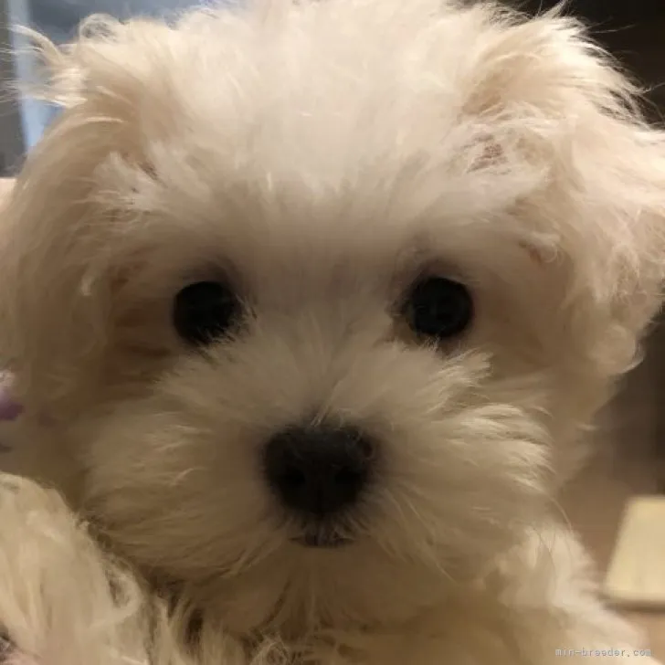 ID：2307-05374の子犬