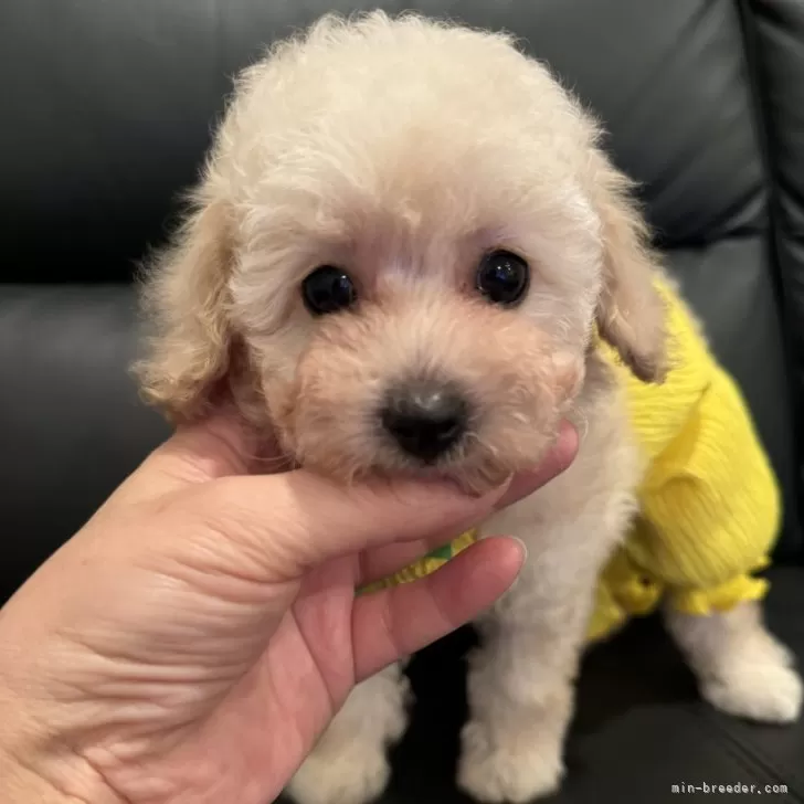 ID：2410-00946の子犬