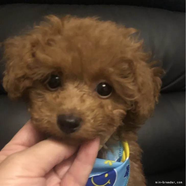 ID：2308-00613の子犬