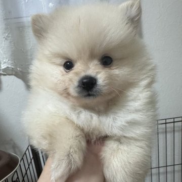 ポメラニアン【埼玉県・男の子・2024年3月29日・クリーム】の写真「コロコロまん丸の可愛い男の子💚」