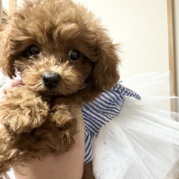 トイプードル(タイニー)【埼玉県・女の子・2024年6月18日・レッド】の写真「お目目クリクリの可愛い女の子🩷」