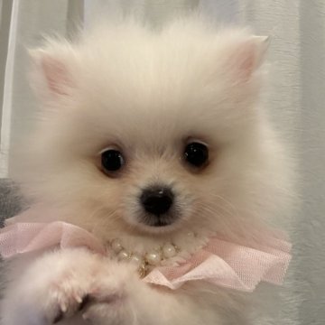 ポメラニアン【埼玉県・女の子・2024年8月9日・ホワイト】の写真「クリスマスキャンペーン！12月25日まで」