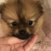 ポメラニアン【埼玉県・女の子・2024年1月1日・オレンジ】の写真1