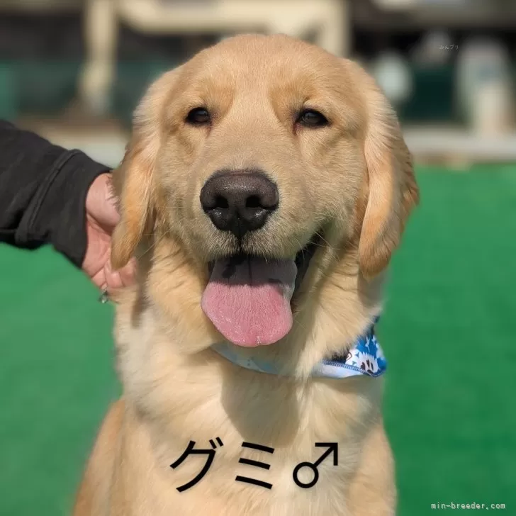 ID：2502-04659の子犬