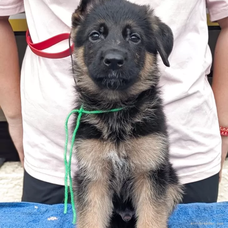 ID：2509-06686の子犬