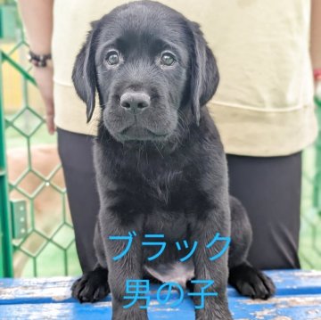ラブラドールレトリバー【神奈川県・男の子・2025年6月6日・ブラック】の写真「おっとりタイプな男の子」