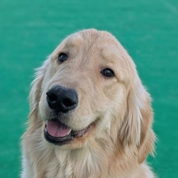 ゴールデンレトリバー【神奈川県・男の子・2024年4月16日・ゴールド】の写真「犬慣れ人慣れバッチリ！家庭犬訓練中です。」